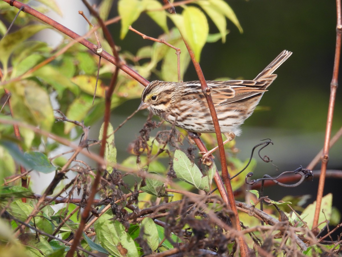 Savannah Sparrow (Savannah) - ML643543881