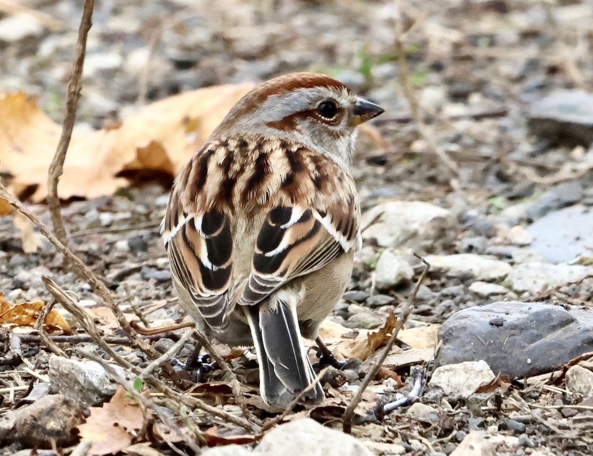 American Tree Sparrow - ML643543892