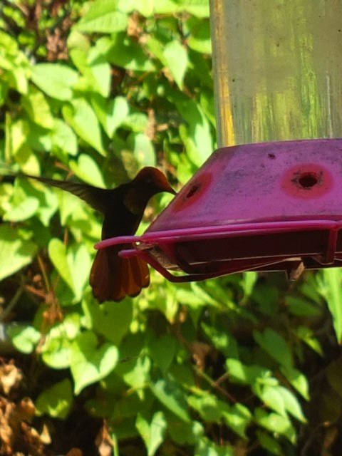 Ruby-topaz Hummingbird - ML643543895