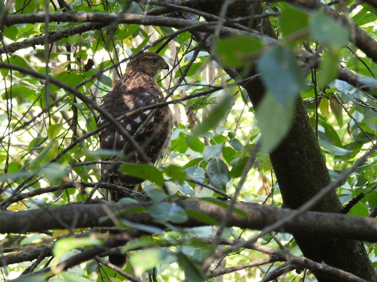 Cooper's Hawk - ML643543897