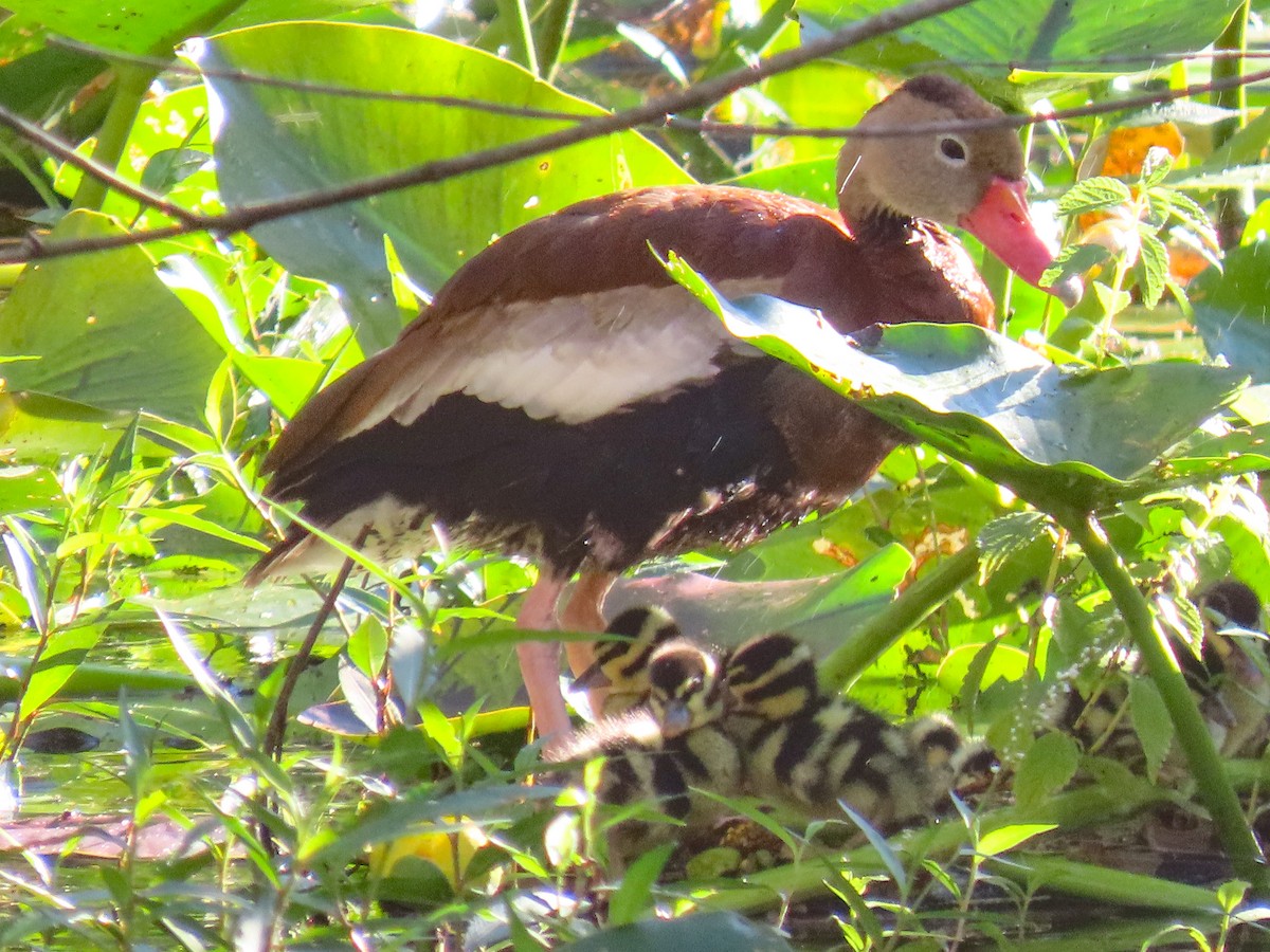 アカハシリュウキュウガモ（fulgens） - ML643543910