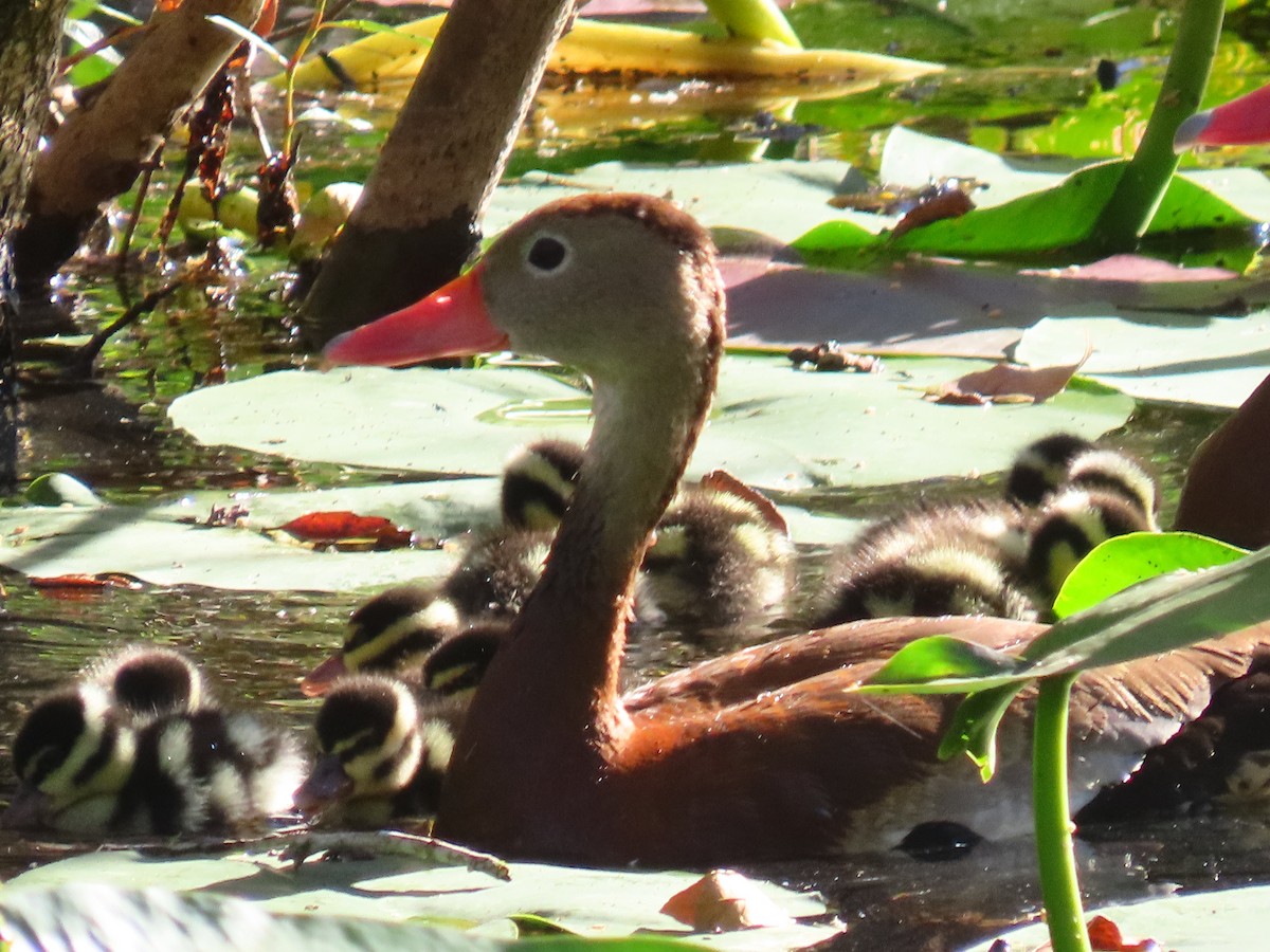 アカハシリュウキュウガモ（fulgens） - ML643543912