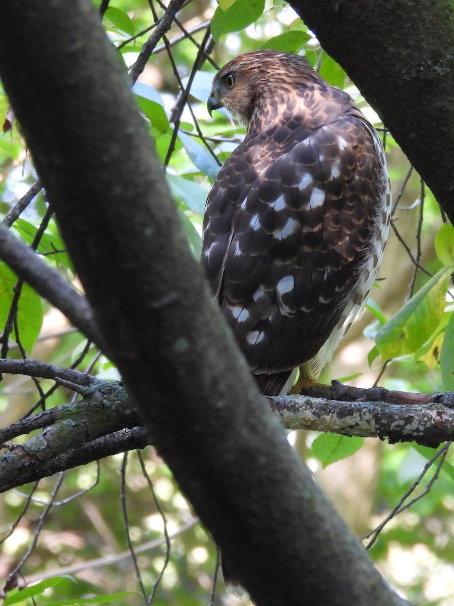 Cooper's Hawk - ML643543930