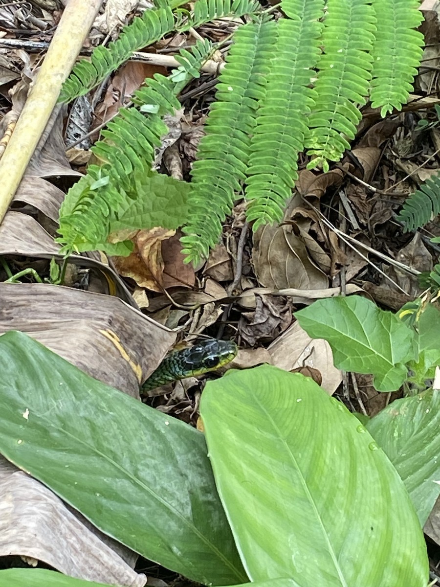 Two-headed Sipo - ML643543937