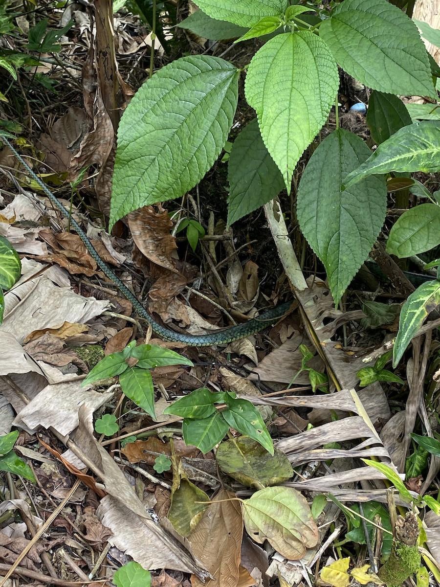 Two-headed Sipo - ML643543938