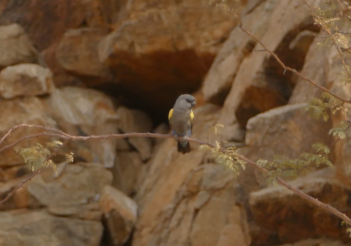 Rüppell's Parrot - ML643543948