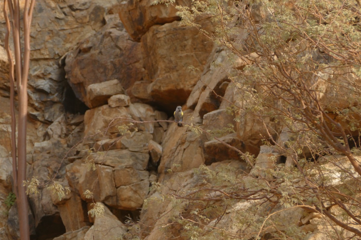 Rüppell's Parrot - ML643543949