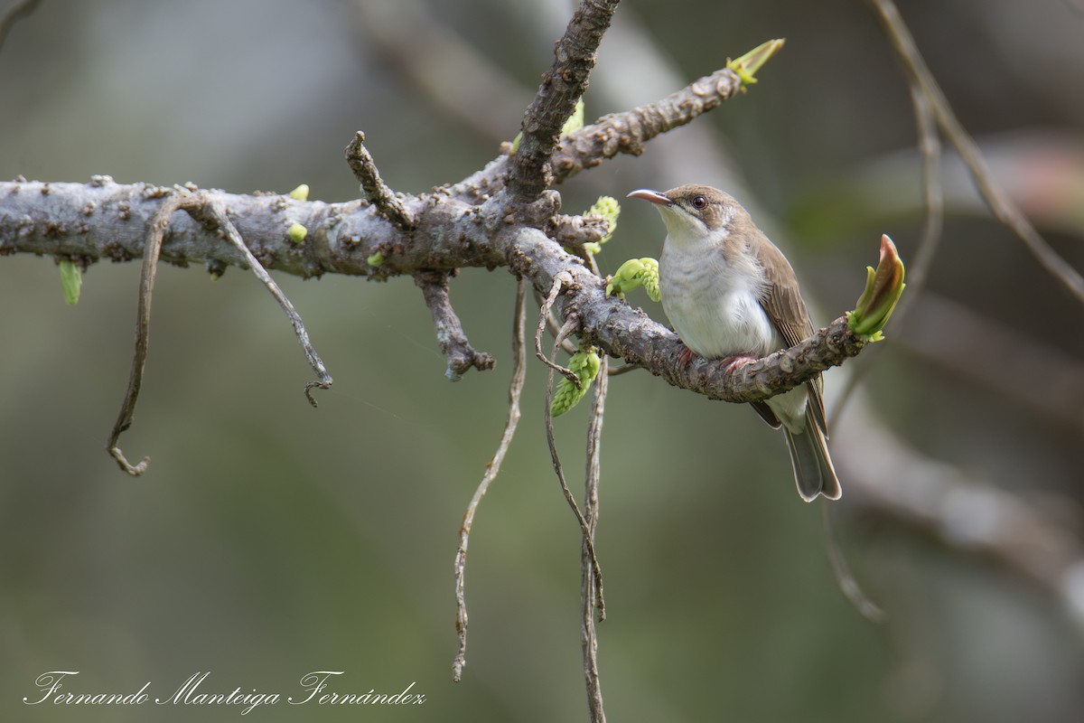 Brown-backed Honeyeater - ML643543951