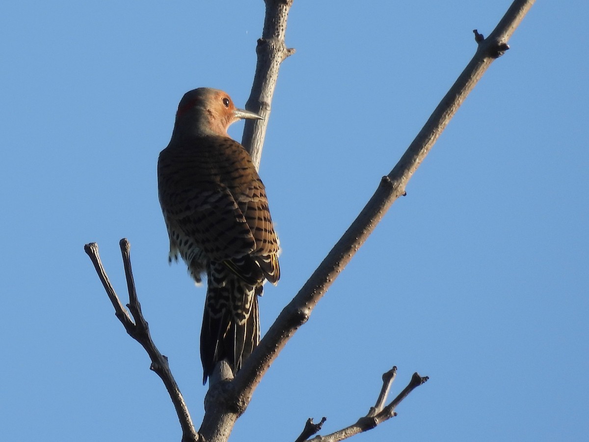 Northern Flicker - ML643543960