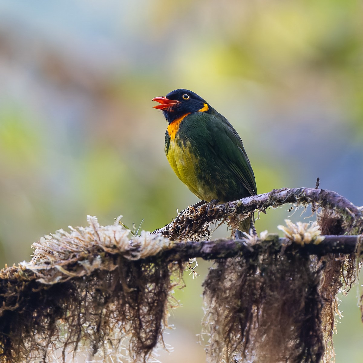 Frutero Pechinaranja - ML643543971