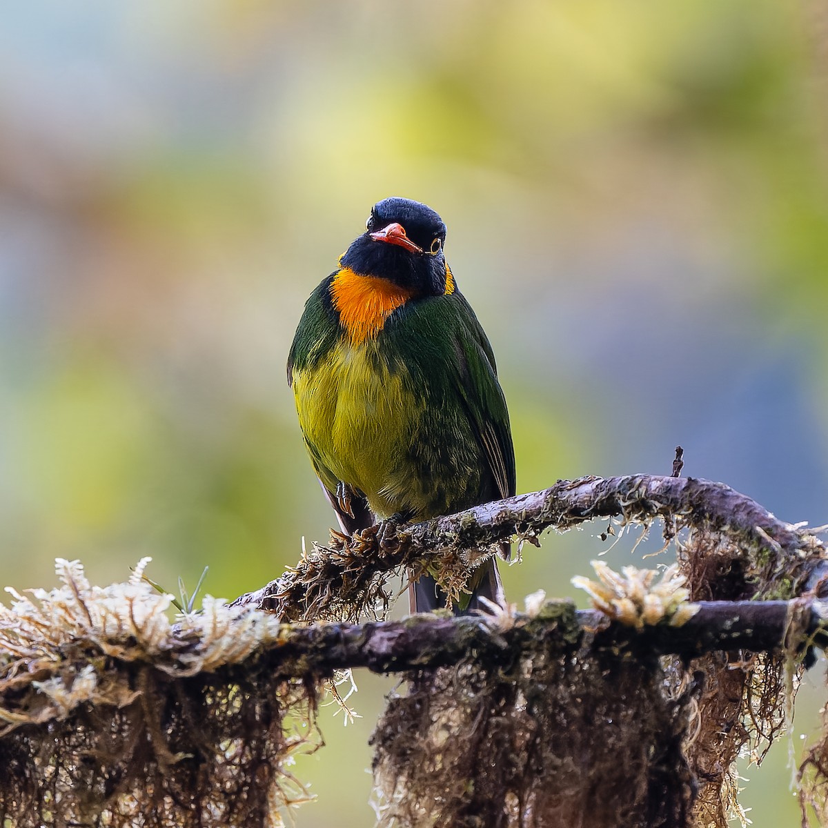 Frutero Pechinaranja - ML643543972