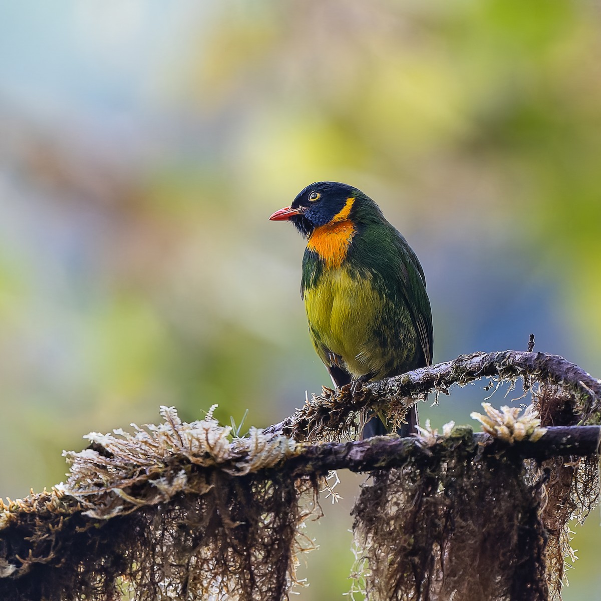 Frutero Pechinaranja - ML643543973