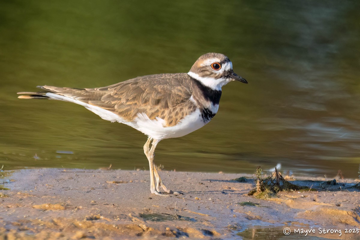 Killdeer - ML643543977