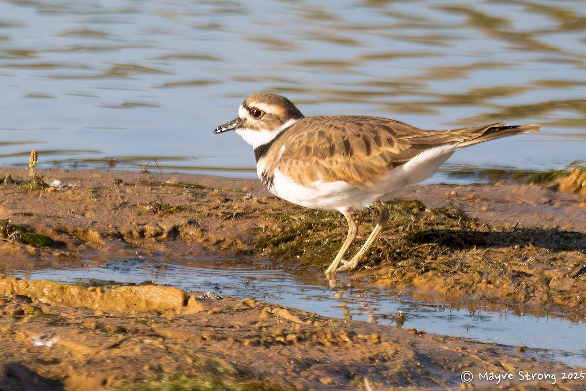 Killdeer - ML643543978