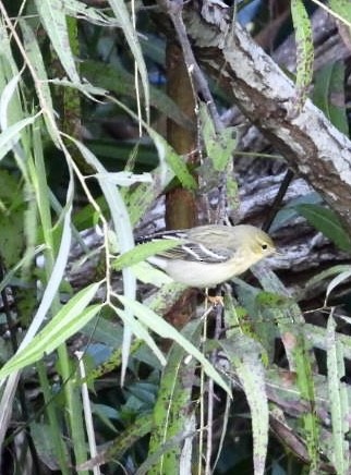Blackpoll Warbler - ML643543984