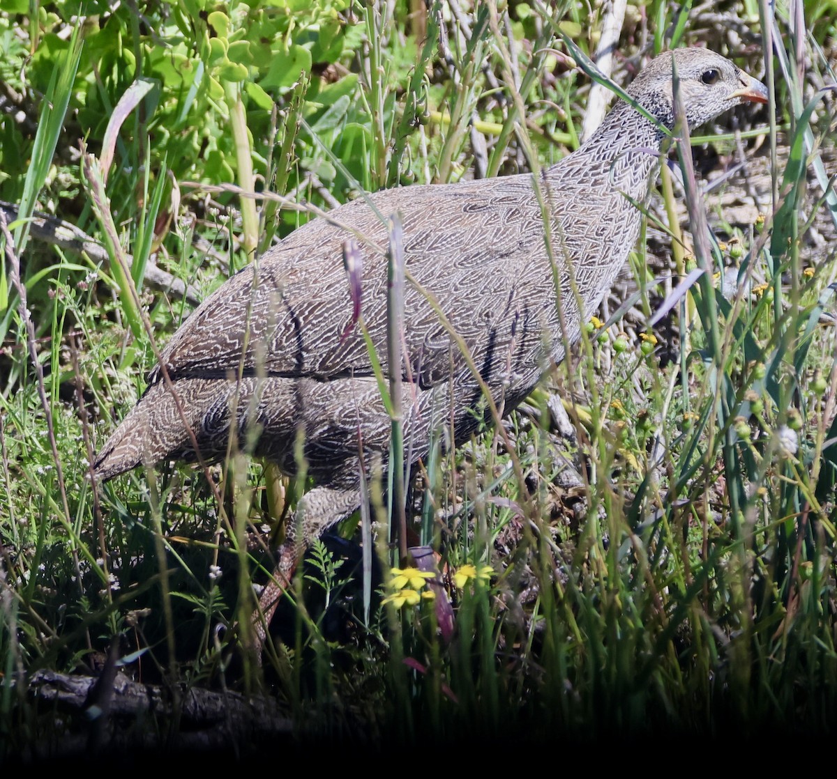 Cape Spurfowl - ML643544001