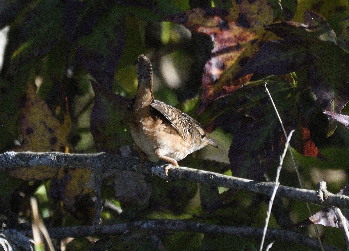 Sedge Wren - ML643544022