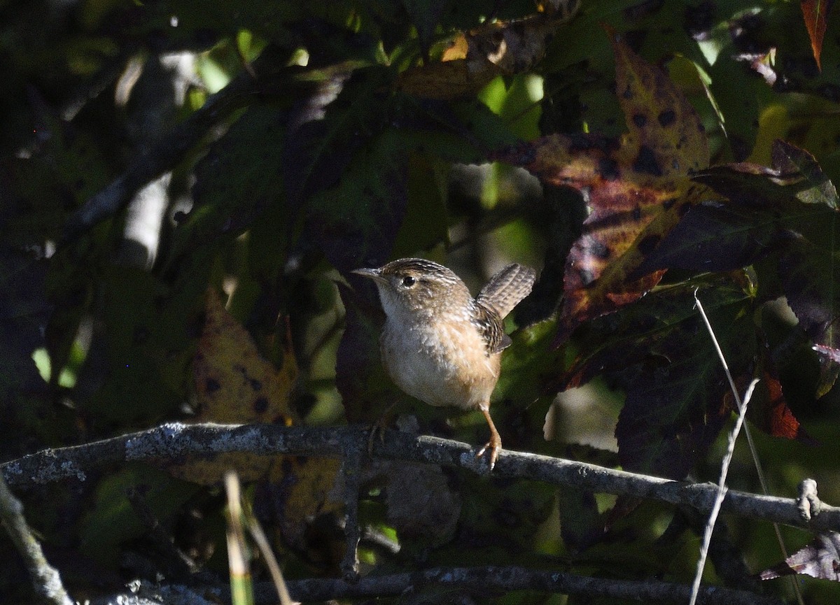 Sedge Wren - ML643544028