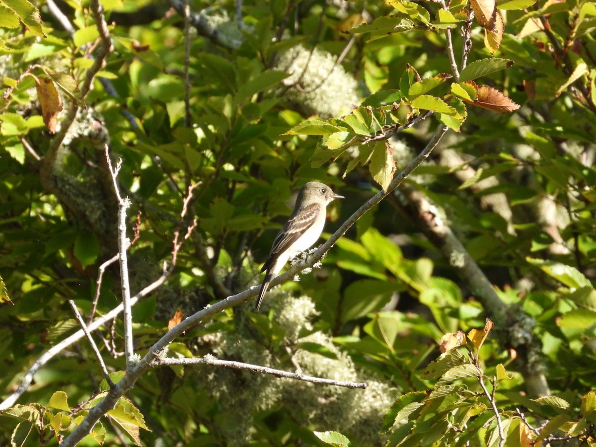 Eastern Wood-Pewee - ML643544029