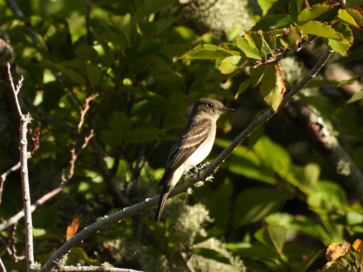 Eastern Wood-Pewee - ML643544030
