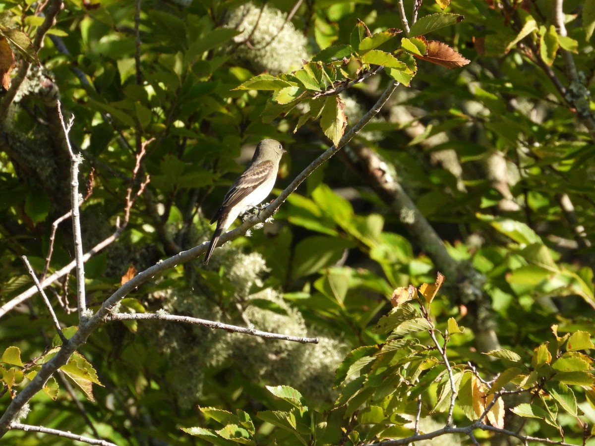 Eastern Wood-Pewee - ML643544031