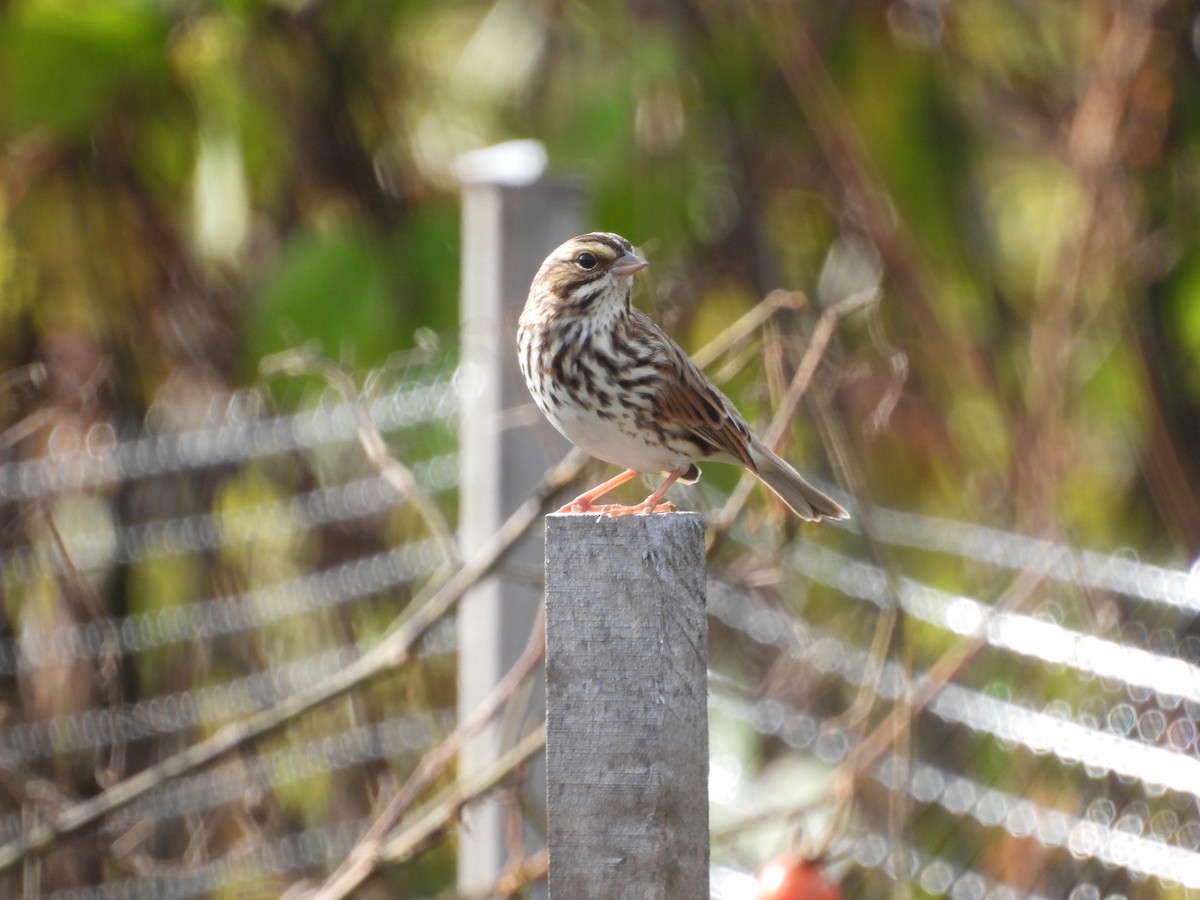 Savannah Sparrow (Savannah) - ML643544037
