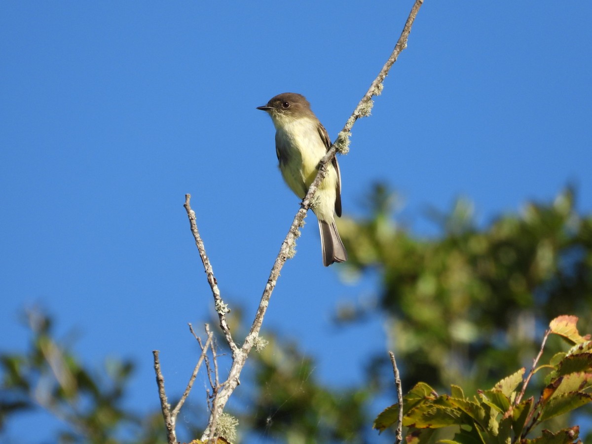 Eastern Phoebe - ML643544038