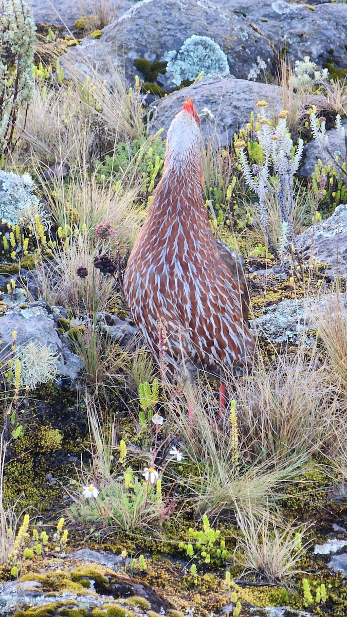 Jackson's Spurfowl - ML643544056