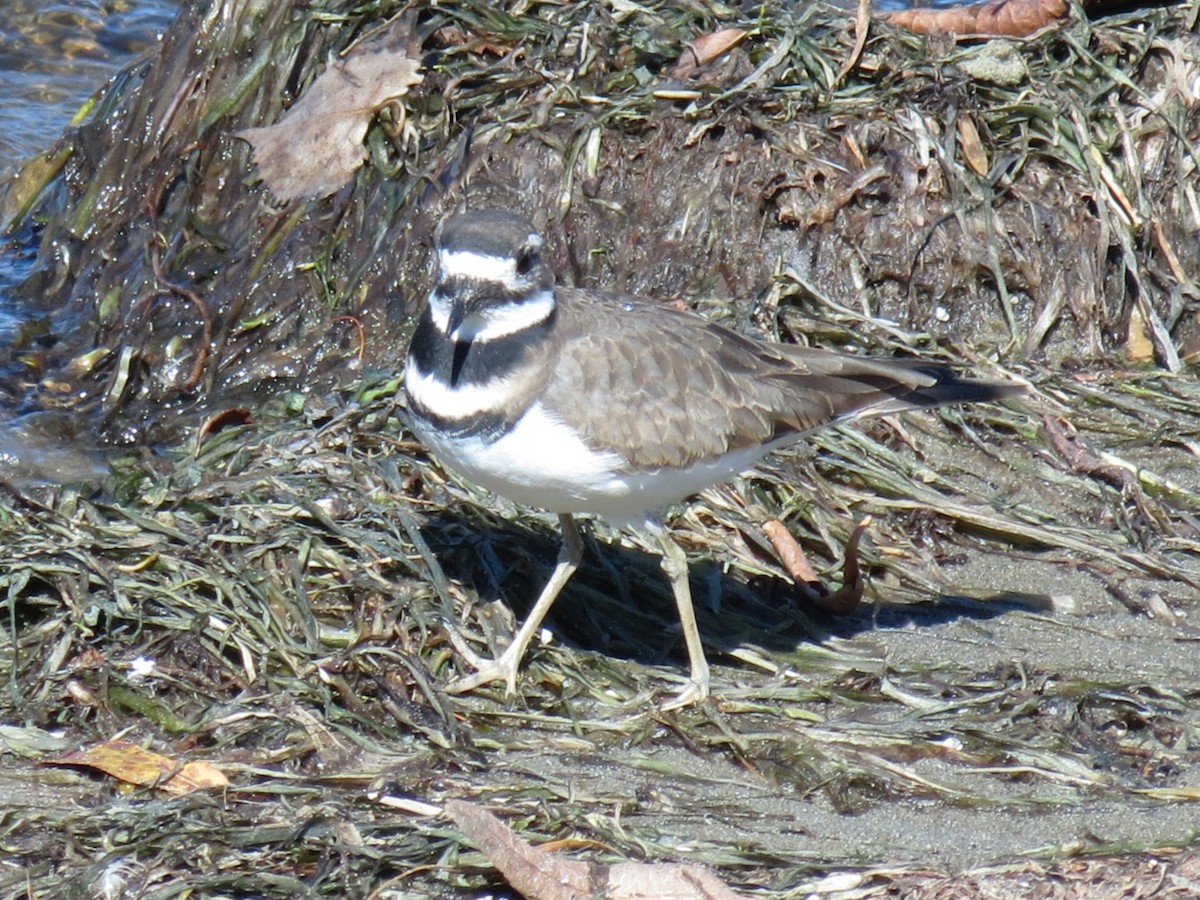 Killdeer - ML643544073
