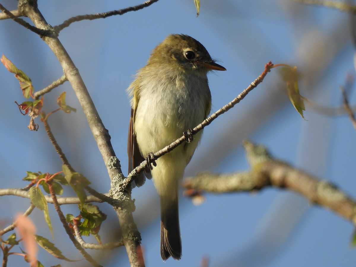 tyranovec malinký - ML643544079