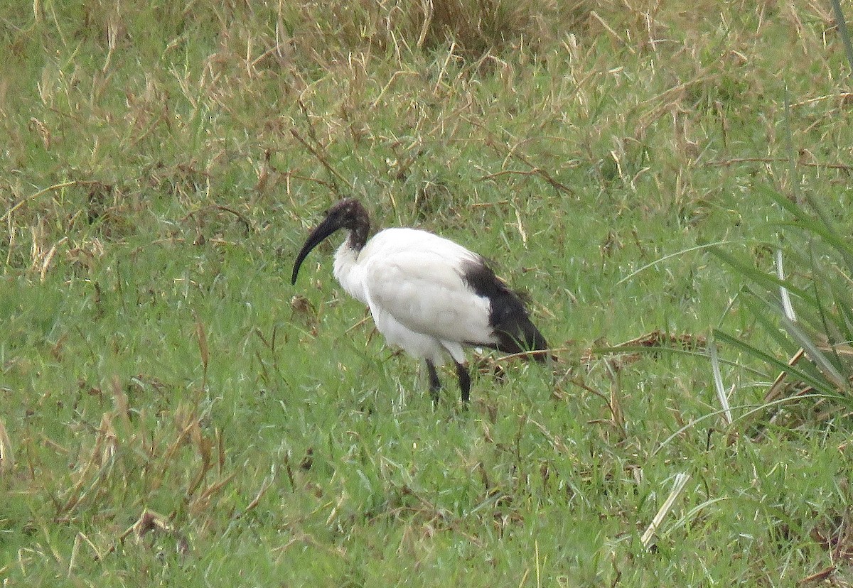 ibis posvátný - ML643544083