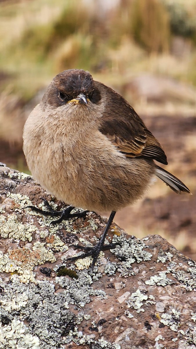 Moorland Chat - ML643544084