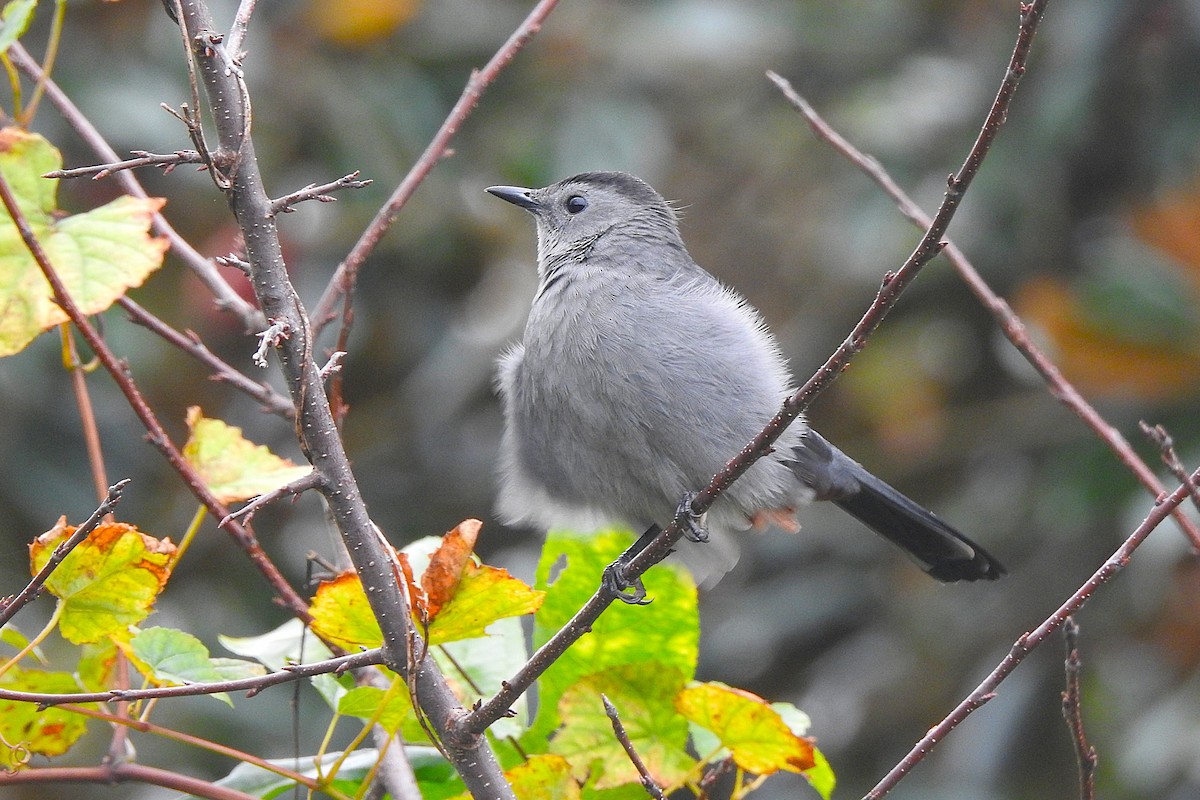 Gray Catbird - ML643544086