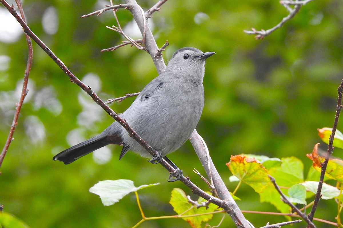 Gray Catbird - ML643544087