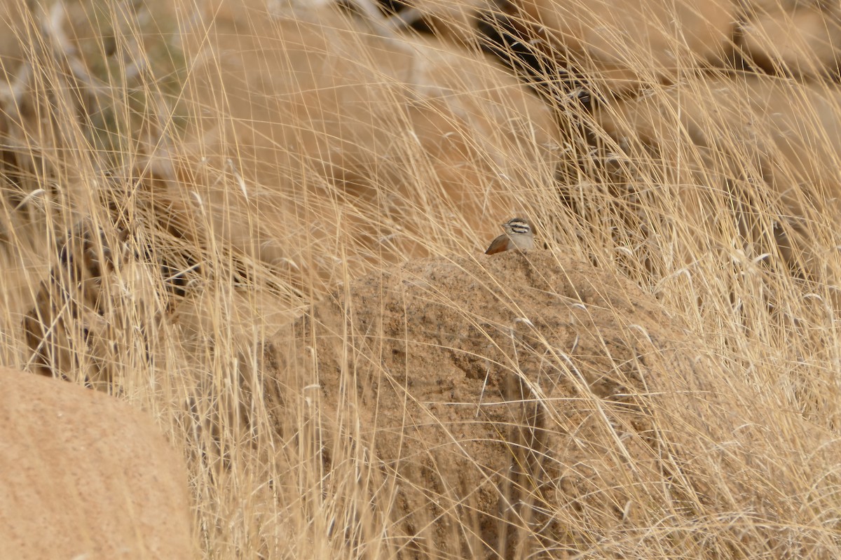 kappspurv - ML643544094