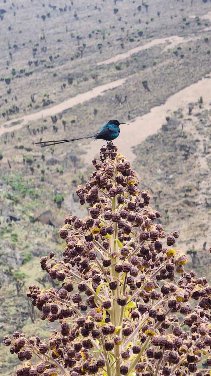 Red-tufted Sunbird - ML643544095