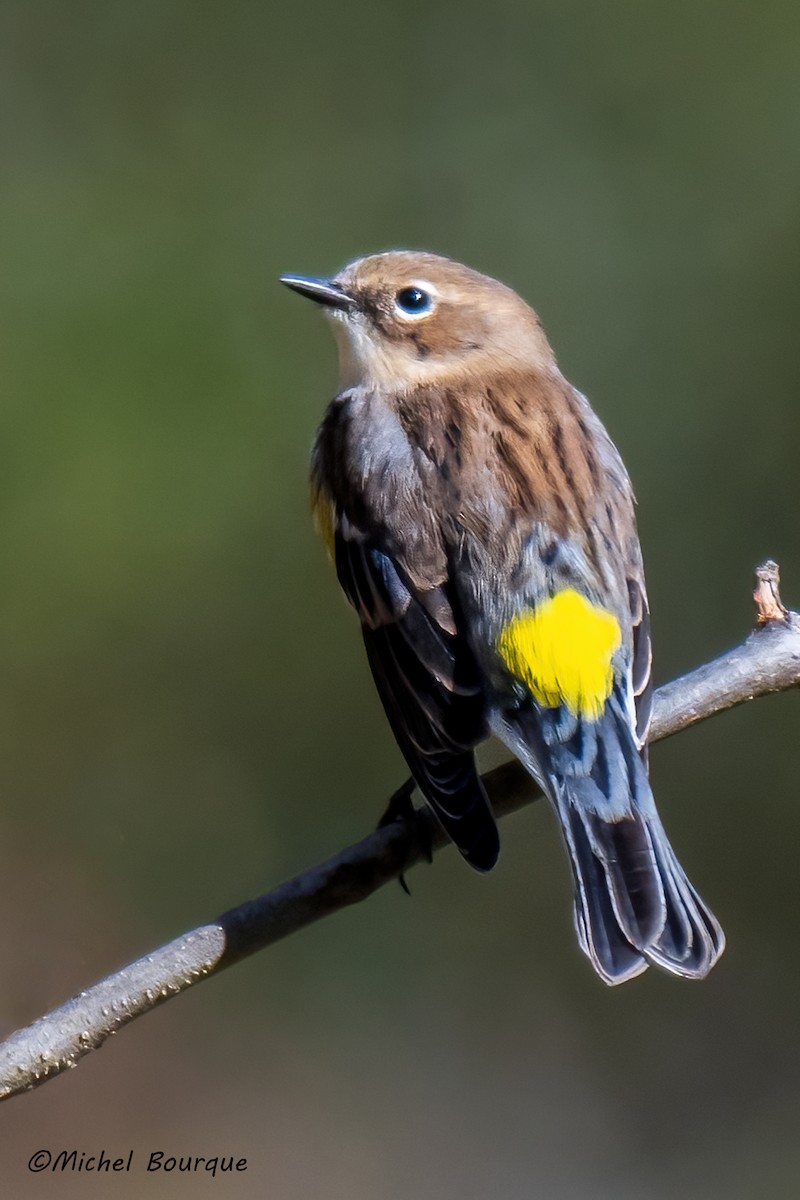 Yellow-rumped Warbler - ML643544109