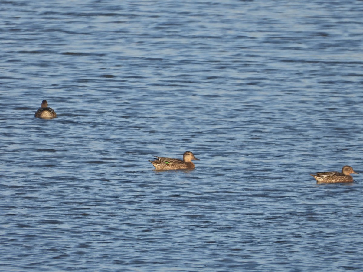 Green-winged Teal - ML643544111