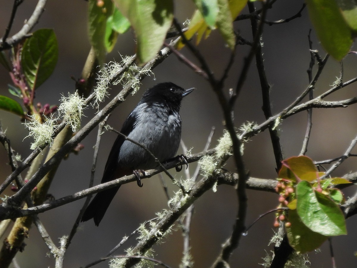 Gray-bellied Flowerpiercer - ML643544117