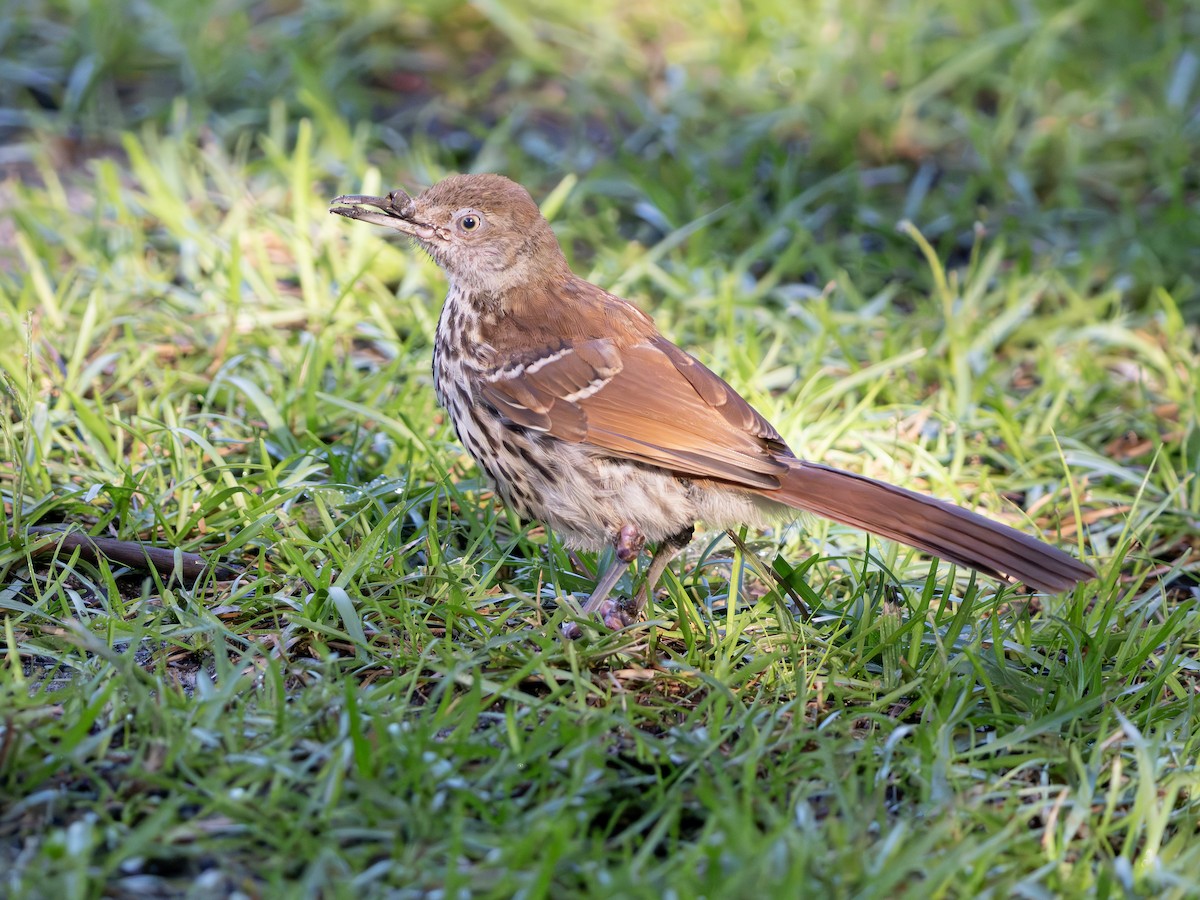 Brown Thrasher - ML643544119