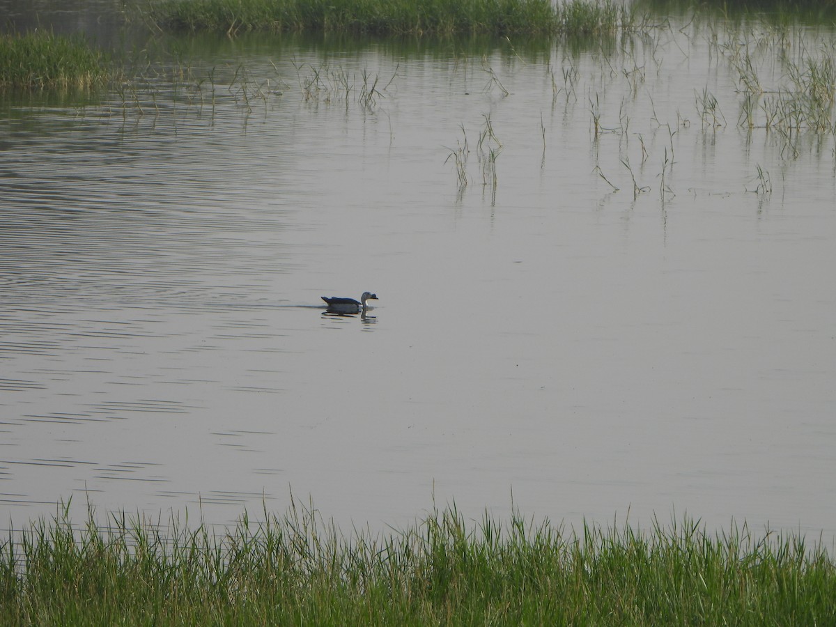 Knob-billed Duck - ML643544121