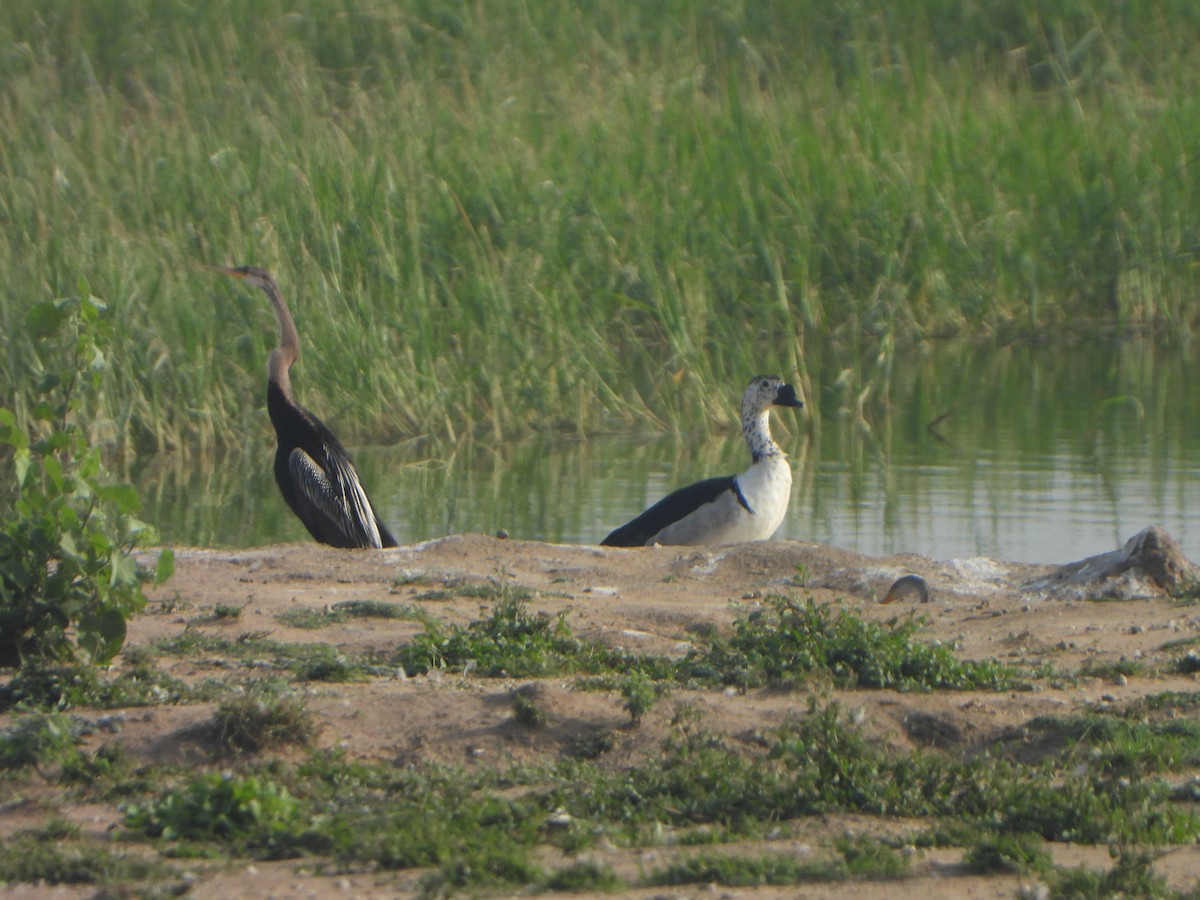 Knob-billed Duck - ML643544122