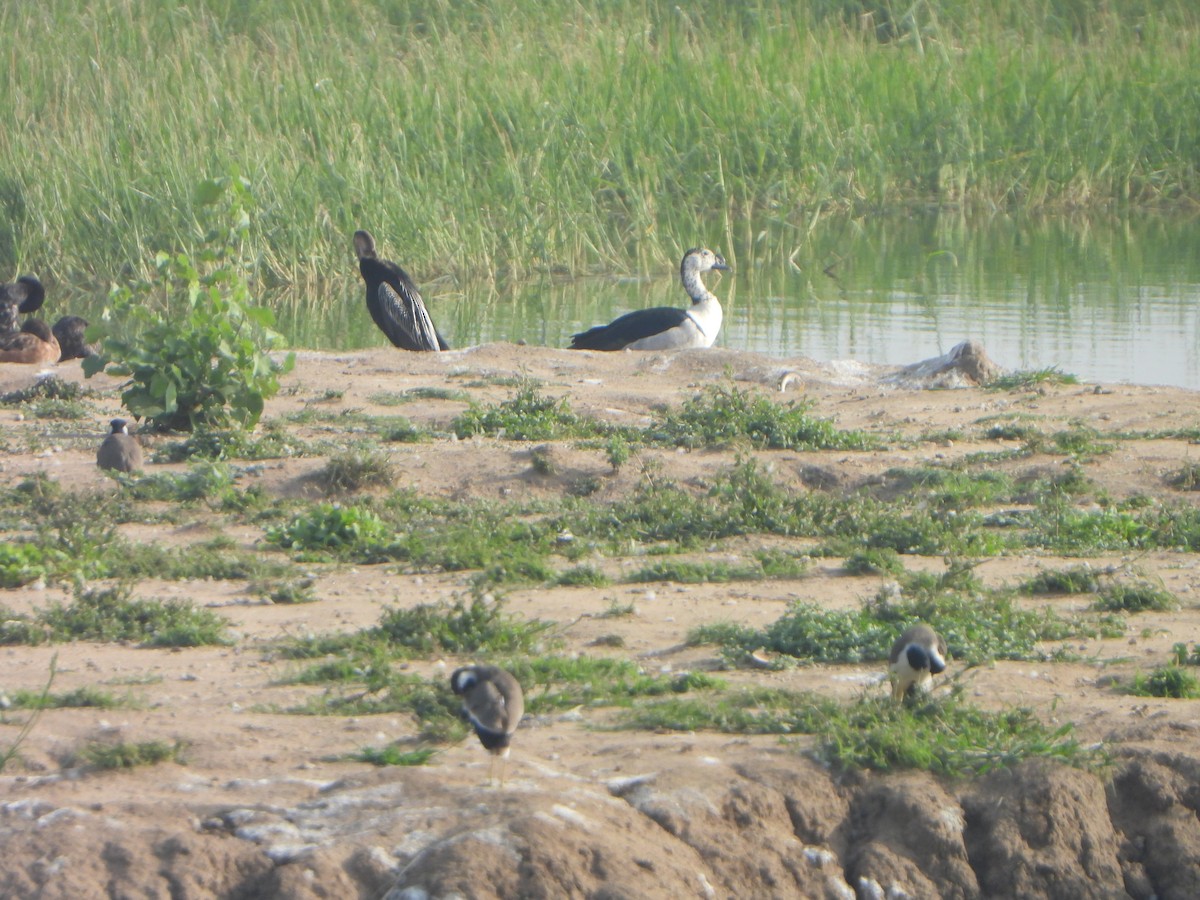 Knob-billed Duck - ML643544123