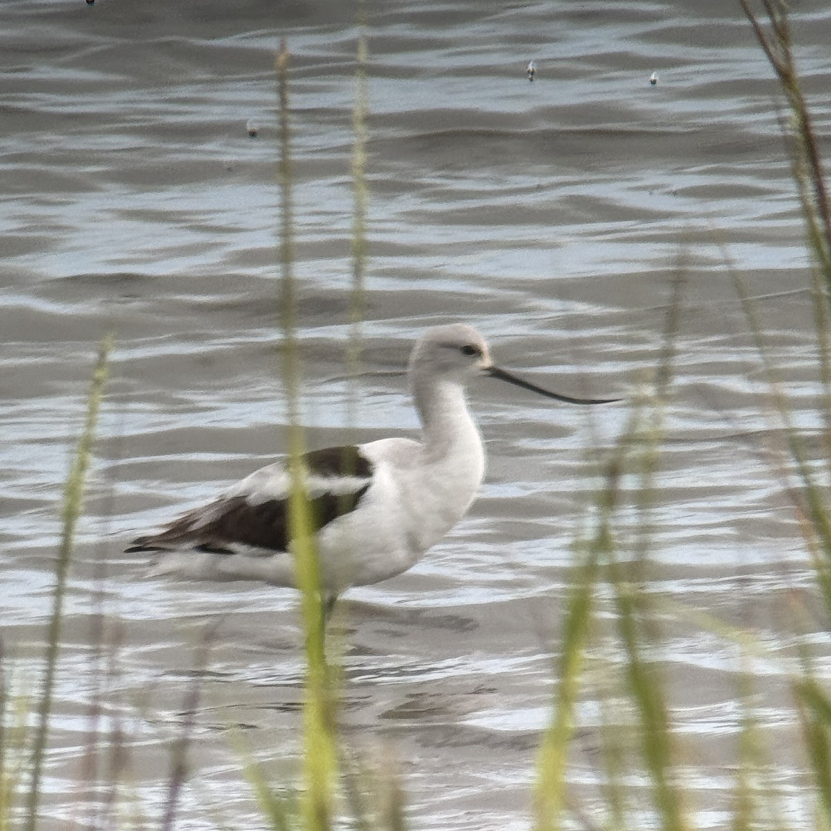 Avoceta Americana - ML643544124