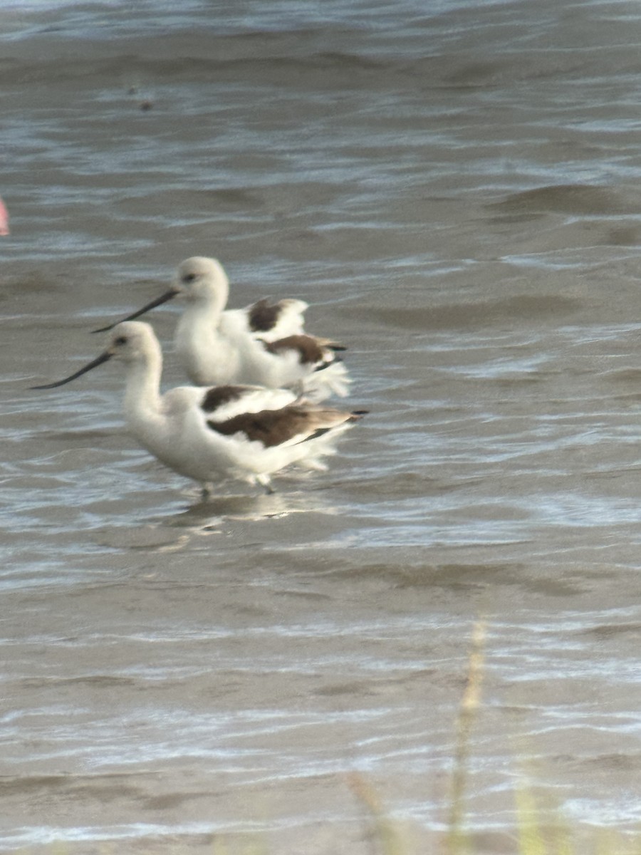 Avoceta Americana - ML643544138