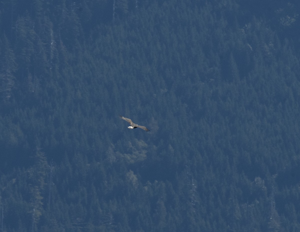 Golden Eagle - ML643544142