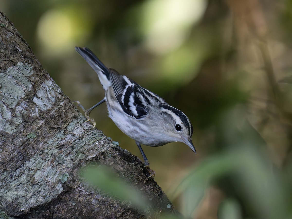 Black-and-white Warbler - ML643544151
