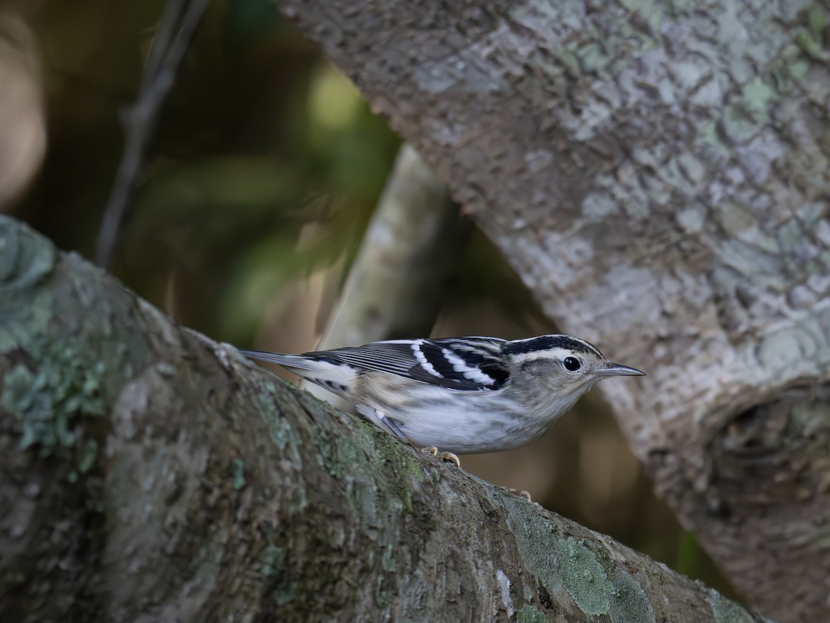 Black-and-white Warbler - ML643544152