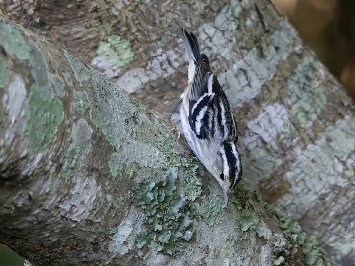 Black-and-white Warbler - ML643544153