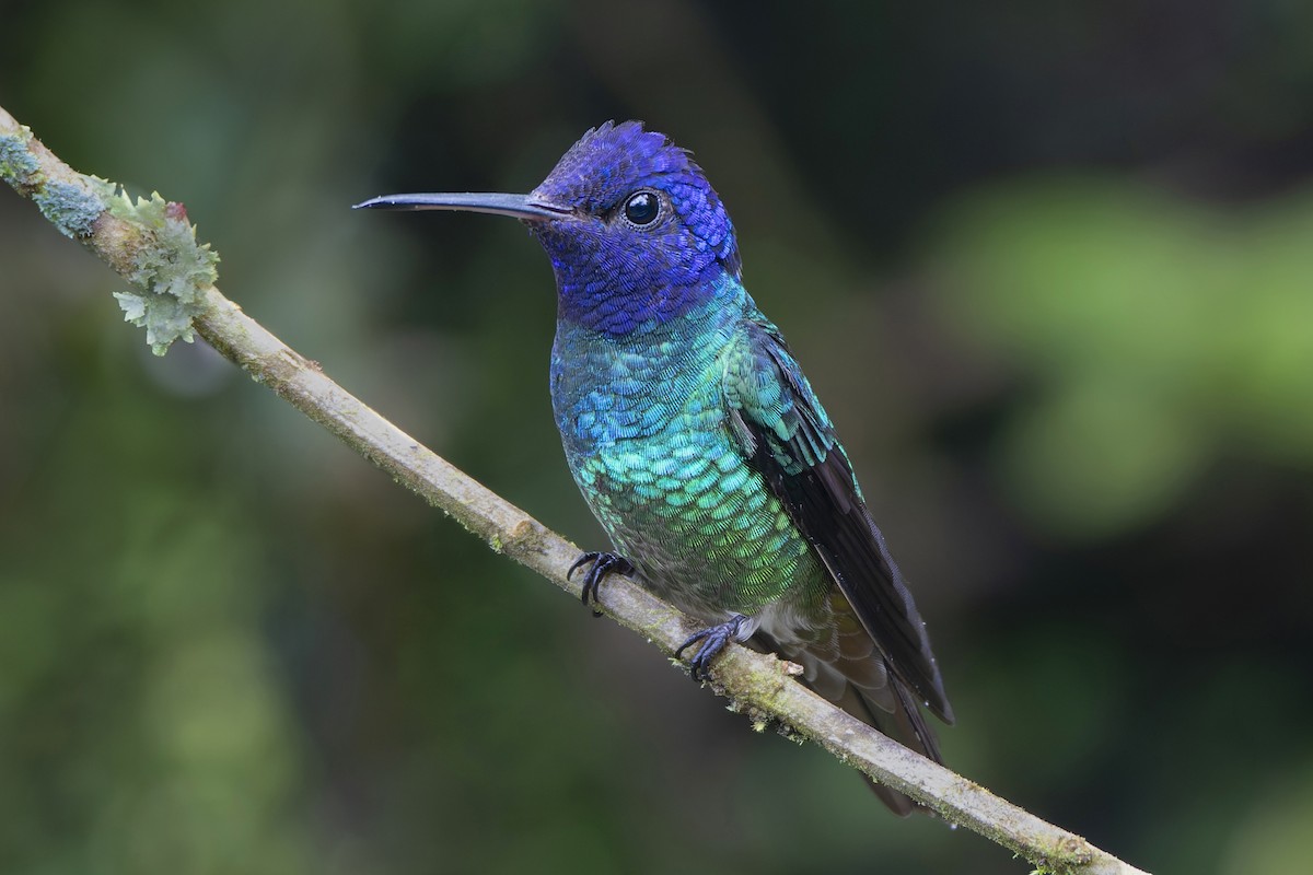 Golden-tailed Sapphire - ML643544154